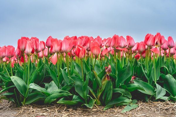 Testeur vat Kyoritsu : performance et sécurité garanties