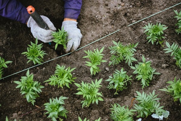 Aménagement paysager : pourquoi faire appel à un professionnel ?